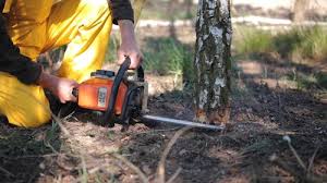 Trusted China Lake Acres, CA Tree Services Experts