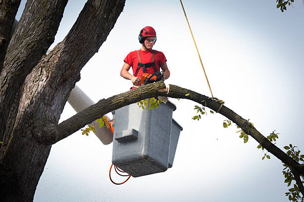 How Our Tree Care Process Works  in  China Lake Acres, CA